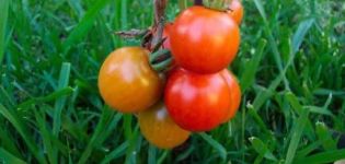 خصائص ووصف صنف الطماطم Lezhebok وعائده