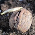 How to plant and grow a walnut, rules of care and methods of reproduction