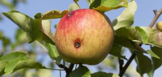 How to deal with wormy apples and when to spray, processing rules