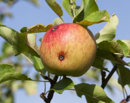 Kako se nositi s crvenim jabukama i kada prskati, pravila obrade