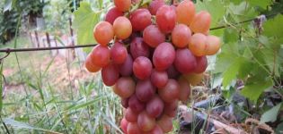 Opis sorte grožđa Libija, datumi zrenja i značajke uzgoja i razmnožavanja