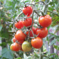 Caratteristiche e descrizione della varietà di pomodoro Anastasia, la sua resa