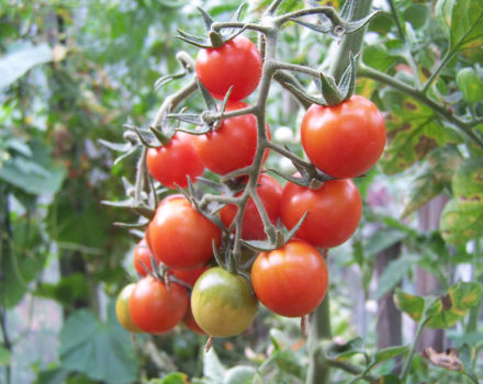 Đặc điểm và mô tả của giống cà chua Anastasia, năng suất của nó