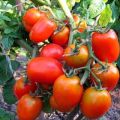 Đặc điểm và mô tả về giống cà chua Phép lạ của lười biếng, năng suất của nó