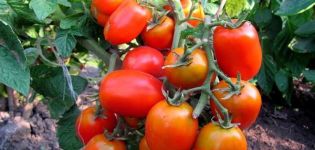 Characteristics and description of the tomato variety Miracle of the lazy, its yield