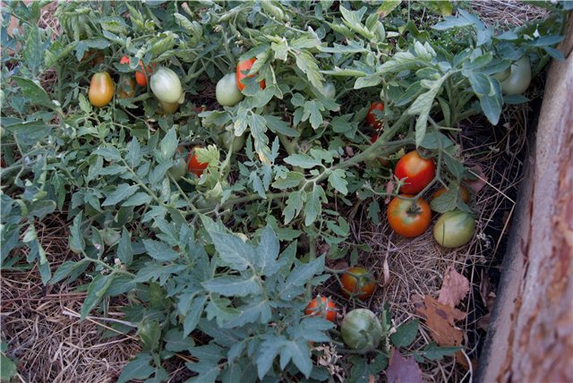 paradajkový strieborný smrek na záhrade