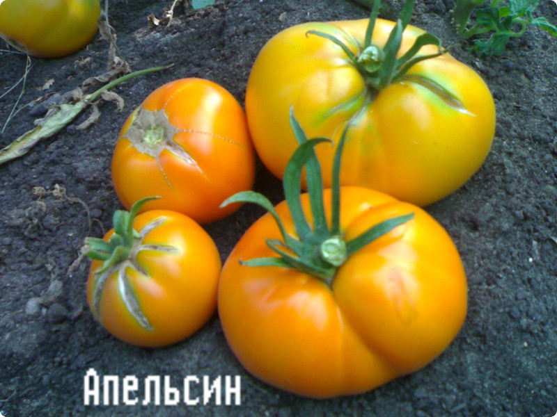 paradajka oranžová v záhrade
