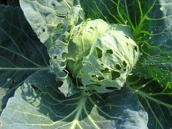 cabbage pests