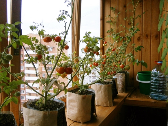 tomaten groeien op de vensterbank