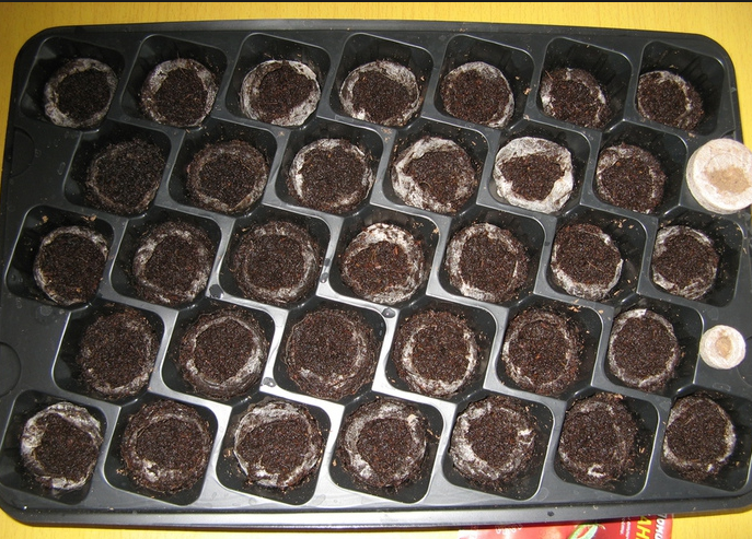 soil for tomato seeds