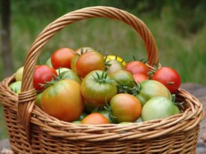 Caratteristiche e descrizione della varietà di pomodoro Abete rosso