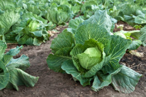 What to do if the cabbage stands still and does not grow, how to feed it