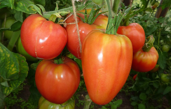noble de tomate en el jardín