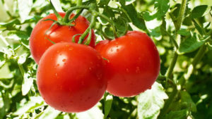Pomidorų veislės mįslės ir apibūdinimas, mįslė, derlius