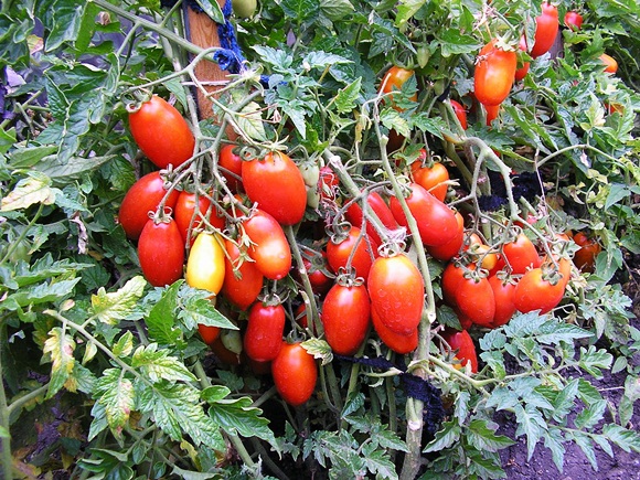 amerikietiškas sidabrinis eglės pomidoras