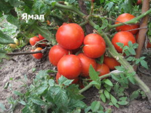 Charakteristika a opis odrody paradajok Yamal, jej výnos