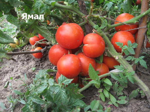 Yamal-tomaat in de tuin