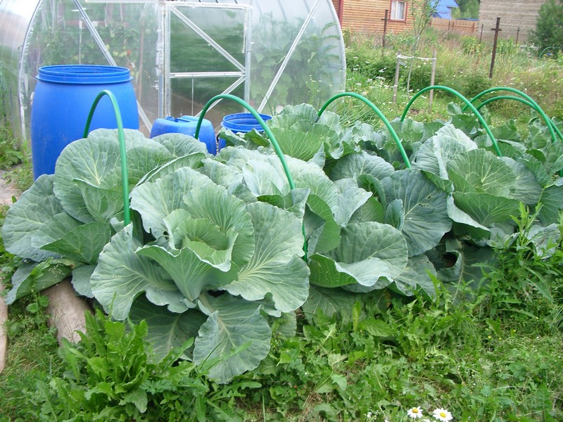 watering cabbage