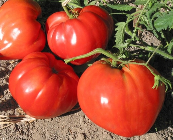 červené rooster paradajka v záhrade
