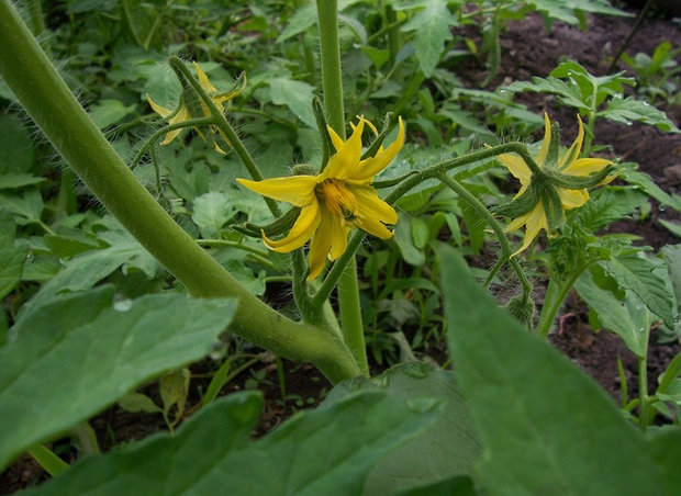 the Tretyakov tomato is in bloom