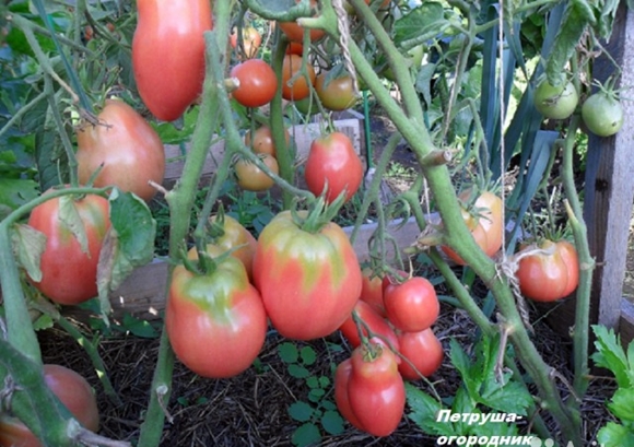 petražolių pomidorų sode