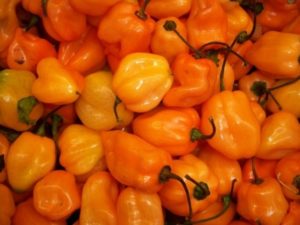 Características y secretos del cultivo de chile habanero en casa.