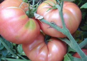 Pembe Fil domates çeşidinin özellikleri ve tanımı ve verimi