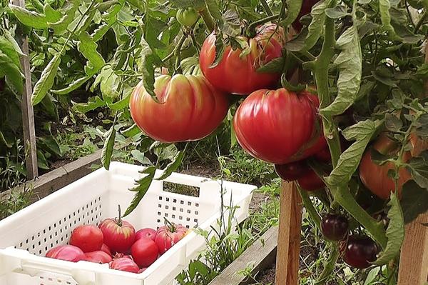 stora tomater i trädgården