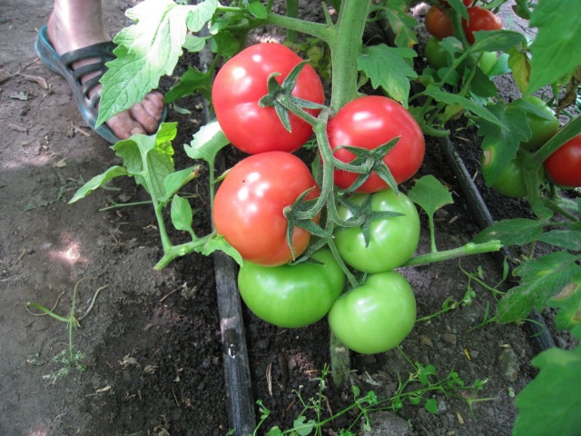 kødfuld tomatrosa