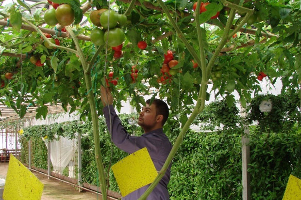 pellizcando un árbol de tomate
