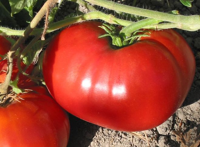 Skanus pomidoras
