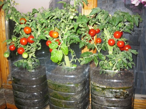 tomaatti parvekkeella