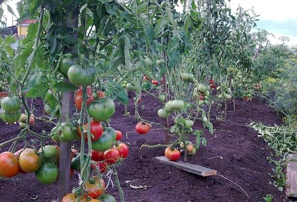 paradajka zázrak krajiny na mieste