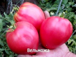 Grandee domates çeşidinin özellikleri ve tanımı ve verimi
