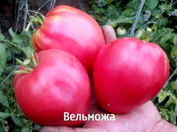 Aussehen einer edlen Tomate