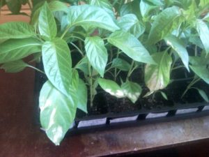 Hvorfor blev peberfladerne hvide efter plantning i jorden eller drivhuset og hvad de skulle gøre