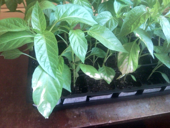 hojas de pimienta blanca