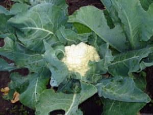 How to grow and care for cauliflower outdoors