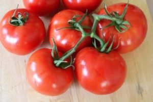 Egenskaber og beskrivelse af Blagovest-tomatsorten, dens udbytte