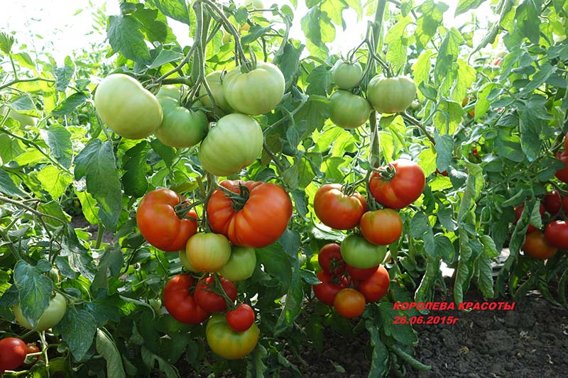 Tomaten aus Myazina