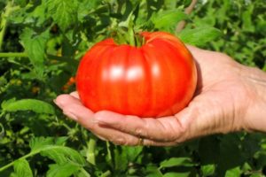 Kuvaus Beefsteak-tomaattilajikkeesta ja sen pääominaisuuksista