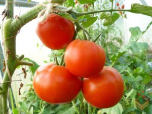 Egenskaber og beskrivelse af tomatsorten Catherine the Great F1