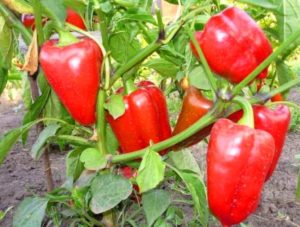 Produktivita, vlastnosti a popis odrůdy papriky Bogatyr