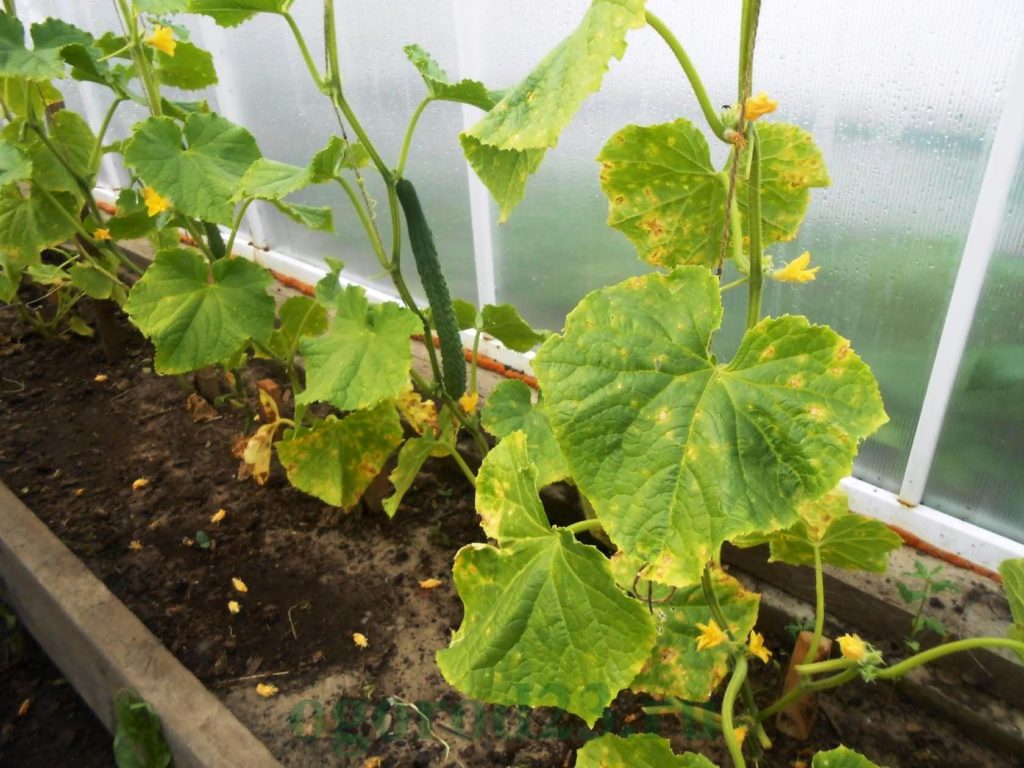 peronosporosis op komkommerbladeren