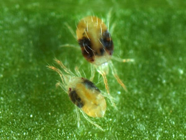spider mites on cucumbers