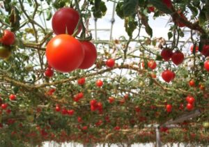 Características, descripción y características del cultivo de tomate Sprut.