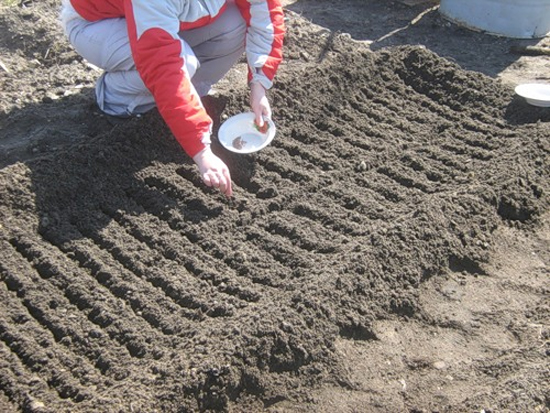 soil for black carrots