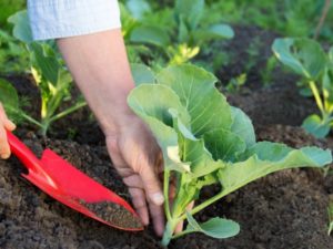 The nuances of using different types of fertilizers for feeding cabbage in the open field
