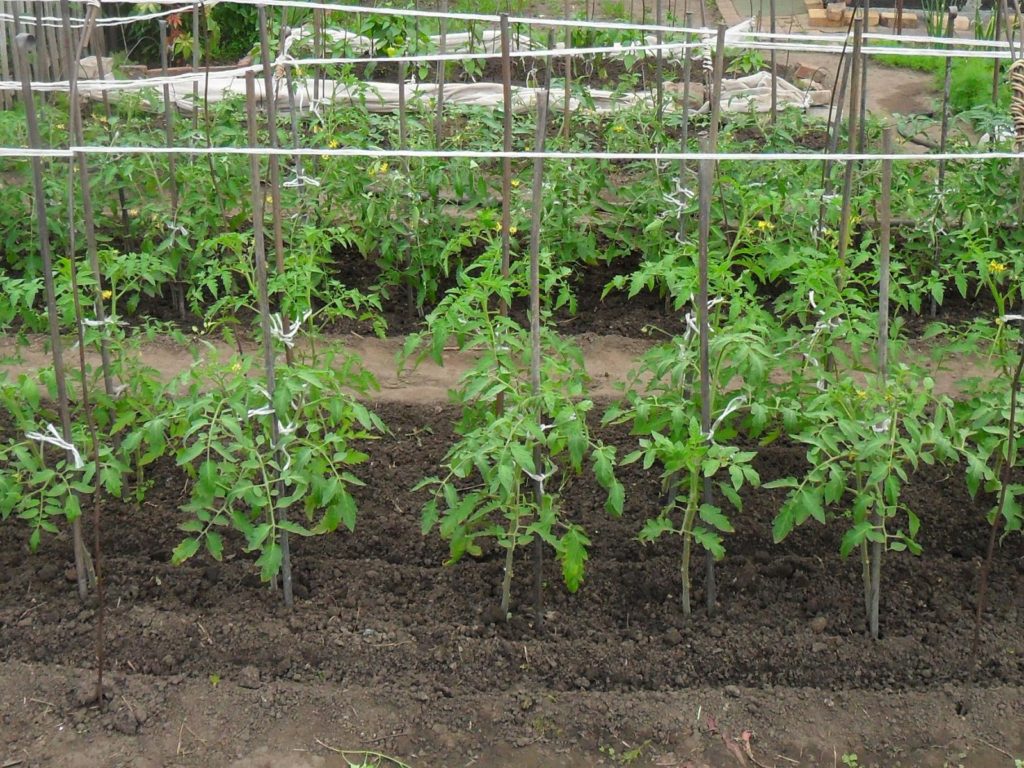 tomaatit puutarhassa