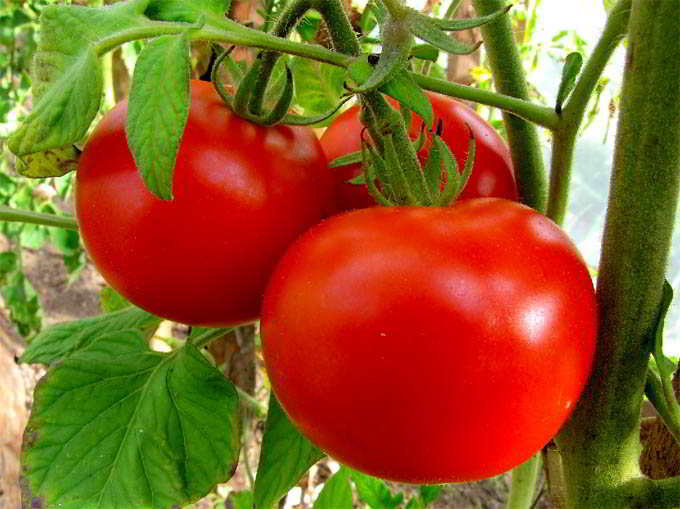 paradajka svetlá Moskvy